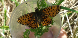 Bordered Fritillary