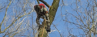 Tree climb