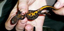 Great crested newt