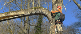 Tree Surveys