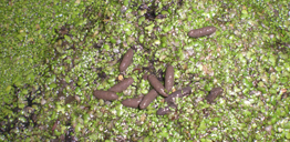 water vole droppings